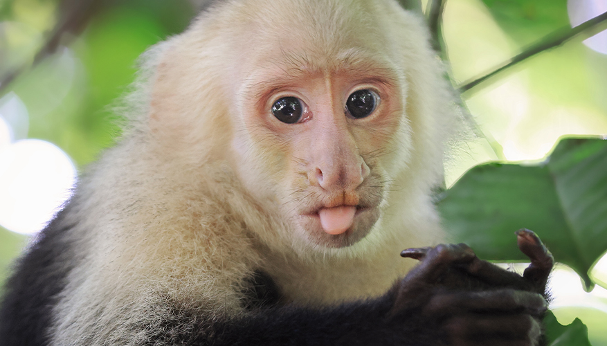 Capuchin Monkey, Manuel Antonio, Costa Rica